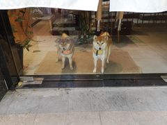 Matcha-柴务处·柴犬主题狗咖