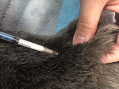 -艾贝尔宠物医院 ·中兽医·宠保定点(北门桥店)