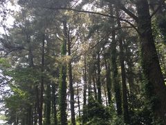 -汉拿树木园