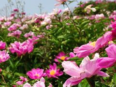 -金堂县云顶石城风景区