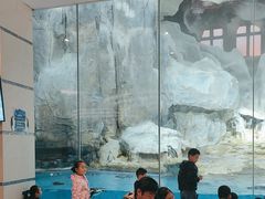 -帝企鹅自助餐厅•儿童岛•真企鹅(长隆企鹅酒店)