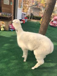 -萌宠亲子动物乐园(槐房万达店)