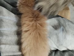 -楼上猫咖(罗湖店)