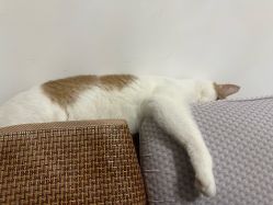 -镁连社·美联社