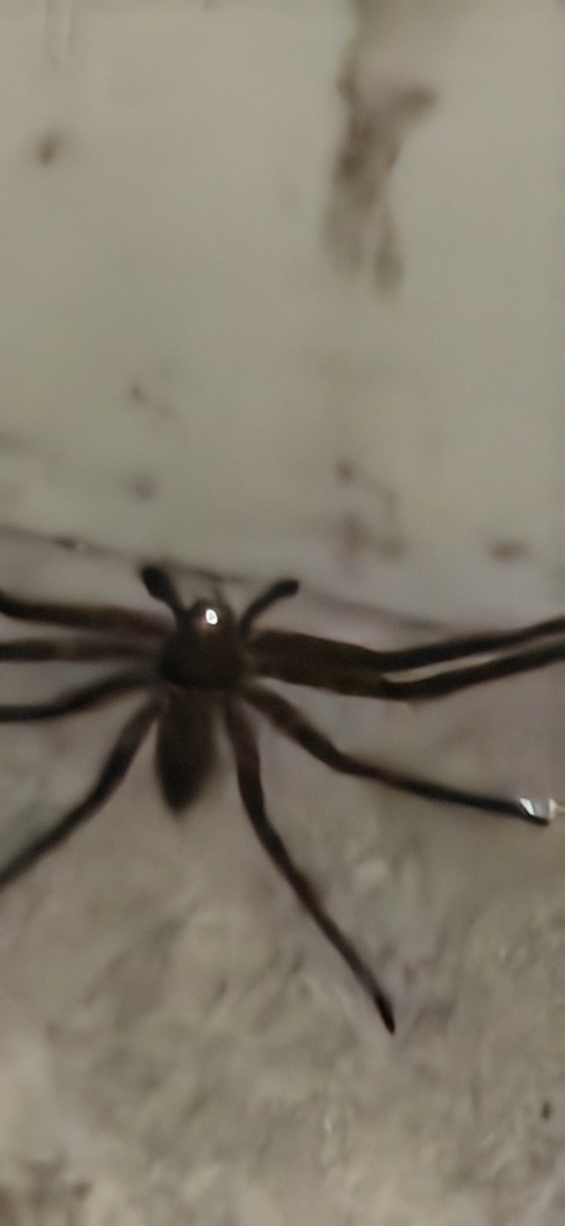 这蜘蛛眼睛怎么会发光