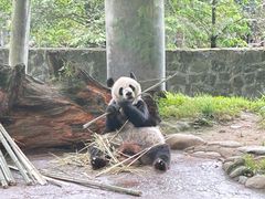 -都江堰中华大熊猫苑