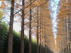 -黄海国家森林公园