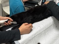 -艾贝尔宠物医院 ·中兽医·宠保定点(北门桥店)