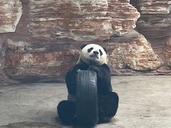 -石家庄市动物园