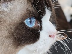 -平行世界·猫咖(首经贸店)