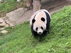 -都江堰中华大熊猫苑