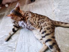-猫咪博物馆(顶澳仔猫街店)
