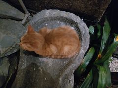 -喵屿·大理花园猫咖