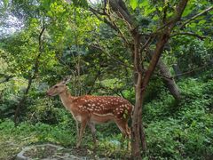 -大连森林动物园