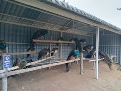 -西霞口神雕山野生动物世界