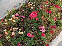 -徐家汇源景区-衡山公园