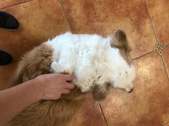 -more than meow吴止猫主题餐厅(承德 中船汇店)