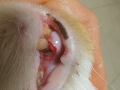 -达爱动物医院·犬猫分区·CT·复杂眼科(远洋山水分院)