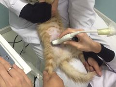-中农大我爱我爱24h动物医院·中医针灸·猫专科·骨科医疗中心(双井店)