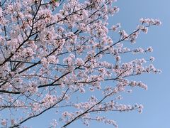 -高东镇樱花园