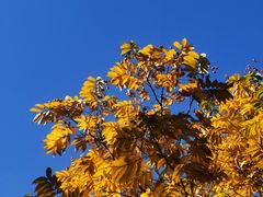 -杭州半山国家森林公园