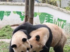 -中国大熊猫保护研究中心雅安碧峰峡基地