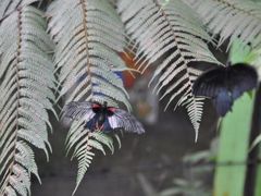 -蝴蝶山庄(Taman Rama-rama & Reptilia Melaka)
