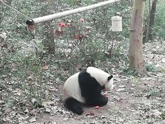 -熊猫厨房