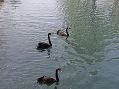 -长白岛森林公园