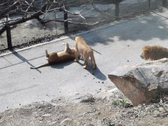 -大连森林动物园