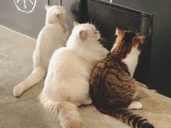 -瞄一喵猫咖(格力海岸店)