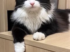 -爱侣宠医·鹦鹉专科·小型哺乳类·异宠专科(灵石路店)