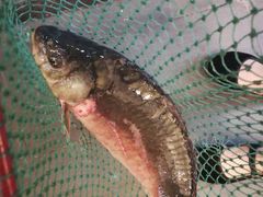 -老猎户炭火锅羊汤(万达店)