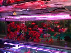 -双季花艺园艺市场(浦东店)