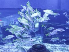 -海合安武汉极地海洋公园