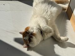 -老吴的猫·猫舍(新区店)