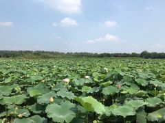 -荷塘月色湿地公园·向阳花洲