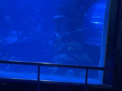 -太平洋海底世界