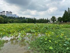 -贵阳市花溪国家城市湿地公园