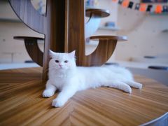 -飞行喵MR PILOT|猫舍·猫咖(静安大融城店)