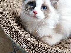 -艾吉宠物医院·疑难杂症转诊中心·猫友好(碧江路院)