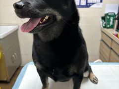 -爱侣·安琦尔宠物医院·中兽医针灸·心内科·狂犬免疫点(宝山区院)
