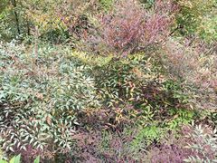 -猪脑壳凉面(武陵源店)