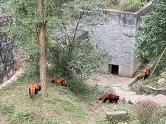 -都江堰中华大熊猫苑