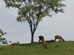 -良渚古城遗址公园