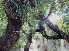 -Chom Cafe and Restaurant