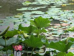 -新江湾城公园