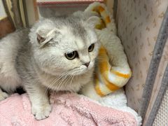 -北京观赏动物医院·24小时大型综合·猫专科·异宠专科