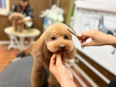 -鑫艺宠物美容培训学校