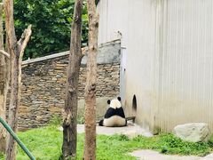 -卧龙中华大熊猫苑神树坪基地